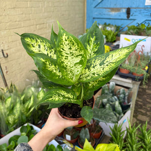 Dieffenbachia Compacta 'Dumb Cane'