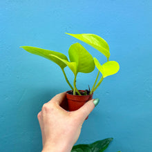 Load image into Gallery viewer, Epipremnum Aureum &#39;Neon Pothos&#39; A
