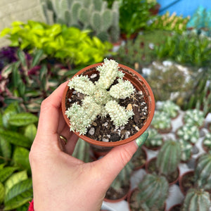 Euphorbia Mammillaris Variegata 'Corn Cob Cactus'