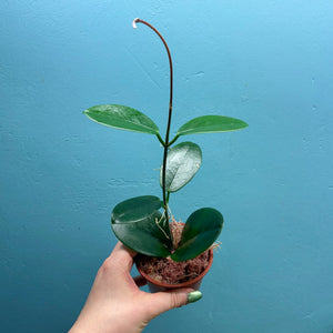 Hoya Australis Propagation Pot