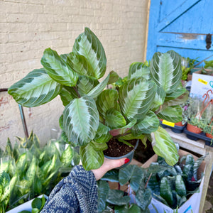 Maranta 'Silver Band' (Prayer Plant)