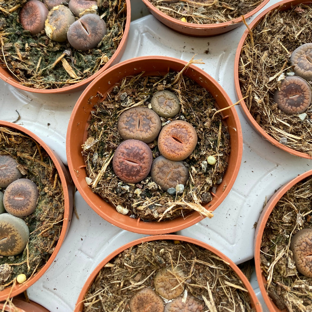 Baby Lithops 'Living Stones'