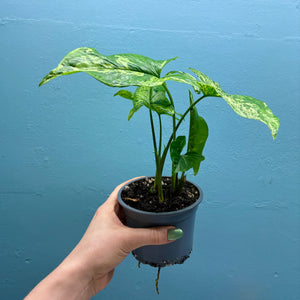 Syngonium 'Mojito' A