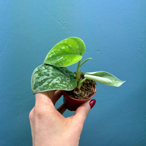 Scindapsus 'Silvery Ann' Baby Plant