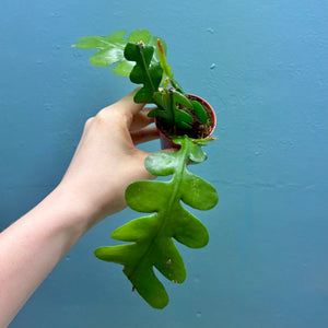 Home Grown Houseplant Wonky Bargain Bundle (9 Plants) Philodendron, Epiphyllum, Hoya & Begonia