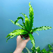 Load image into Gallery viewer, Asplenium Antiquum &#39;Osaka&#39; - Bird&#39;s Nest Fern
