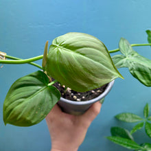 Load image into Gallery viewer, Home Grown Houseplant Wonky Bargain Bundle (7 Plants) - Philodendron, Syngonium &amp; ZZ Plant
