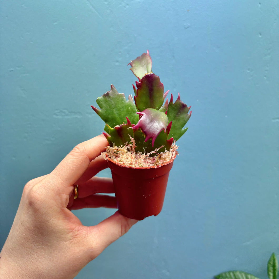 Schlumbergera 'Christmas Cactus' Propagation Pot