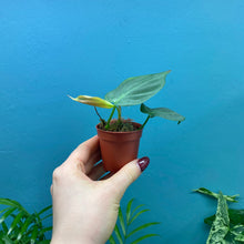 Load image into Gallery viewer, Philodendron Camposportoanum Propagation Pot C
