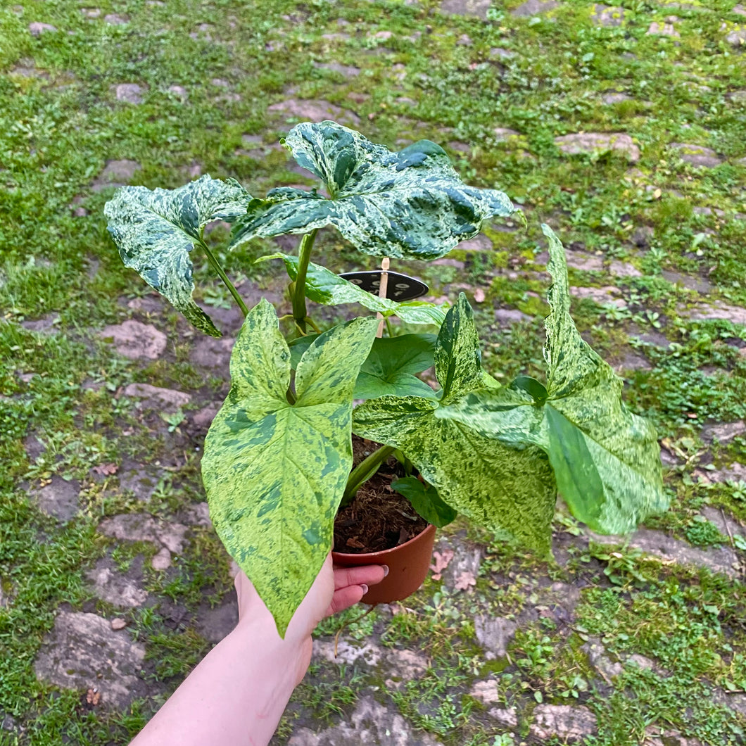 Syngonium Podophyllum Mottled 'Mojito'