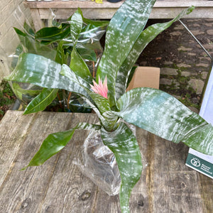 Aechmea Fasciata 'Primera' (Pink Bromeliad)