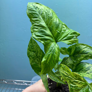 Syngonium 'Mojito' B