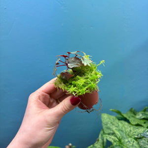 Begonia Dregei Propagation Pot (Caudex Begonia)