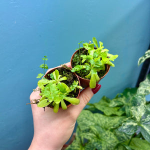 Pinguicula Propagation Pot