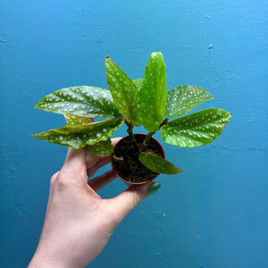 Home Grown Houseplant Wonky Bargain Bundle (9 Plants) Philodendron, Epiphyllum, Hoya & Begonia