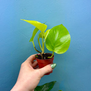 Epipremnum Aureum 'Neon Pothos' B