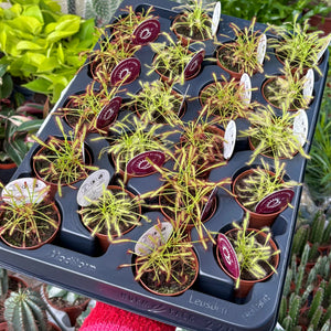 Baby Drosera Capensis 'Cape Sundew' (Carnivorous Plant)