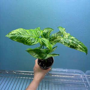 Syngonium 'Mojito' B