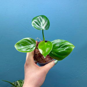 Philodendron Pittieri