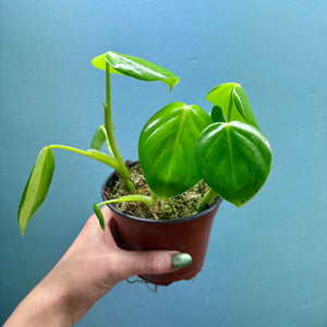 Home Grown Houseplant Wonky Bargain Bundle (7 Plants) - Philodendron, Syngonium & ZZ Plant