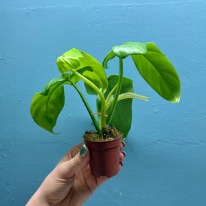 Home Grown Houseplant Wonky Bargain Bundle (9 Plants) Philodendron, Epiphyllum, Hoya & Begonia