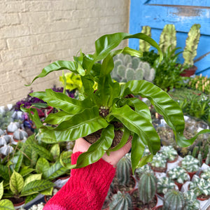 Asplenium Antiquum 'Hurricane' - Bird's Nest Fern