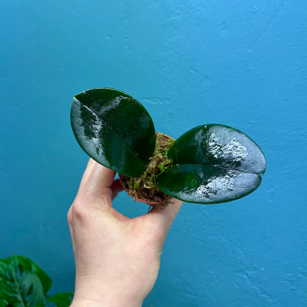 Hoya Australis Propagation Pot B