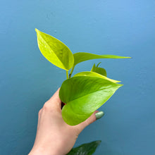 Load image into Gallery viewer, Epipremnum Aureum &#39;Neon Pothos&#39; B
