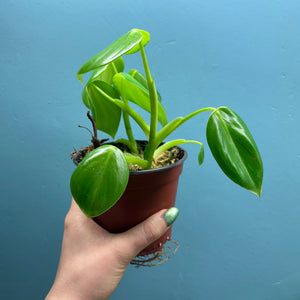 Home Grown Houseplant Wonky Bargain Bundle (7 Plants) - Philodendron, Syngonium & ZZ Plant