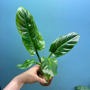 Home Grown Houseplant Wonky Bargain Bundle (7 Plants) - Philodendron, Syngonium & ZZ Plant