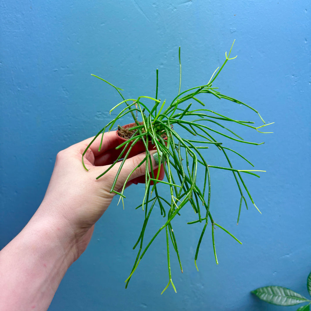 Rhipsalis Oasis Propagation Pot