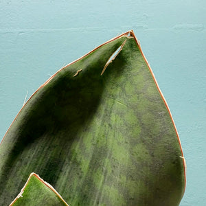 Giant Sansevieria Masoniana 'Victoria' (Whale Fin)