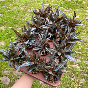 Pilea Hitchcockii