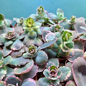 Kalanchoe Fedtschenkoi Variegated 'Lavender Scallops'