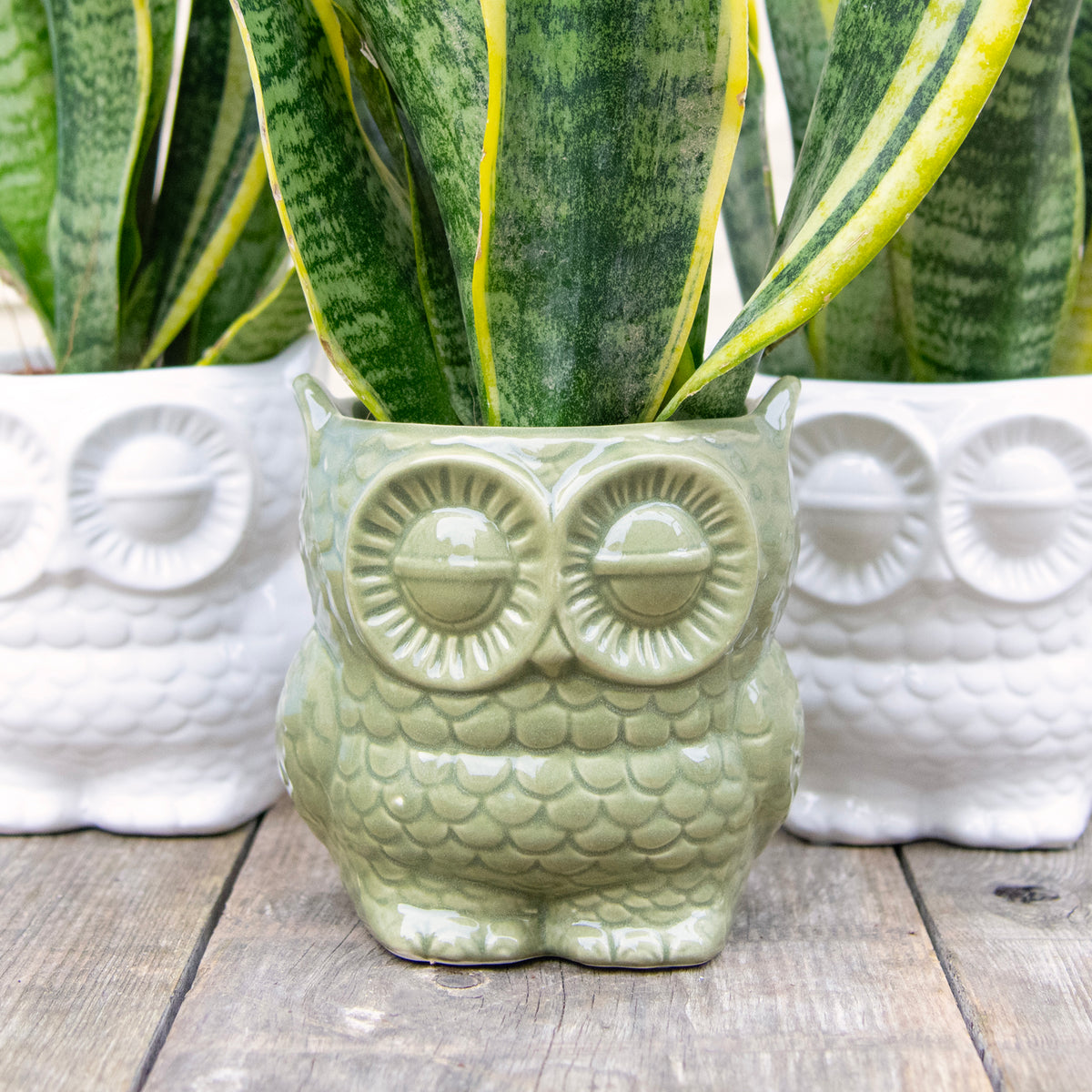 Owl Plant Pot (2 colours) – Moose Plant Shop