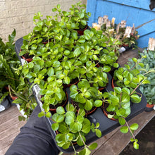 Load image into Gallery viewer, Peperomia Rotundifolia &#39;Trailing Jade&#39; (3 sizes)
