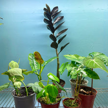 Load image into Gallery viewer, Home Grown Houseplant Wonky Bargain Bundle (7 Plants) - Philodendron, Syngonium &amp; ZZ Plant
