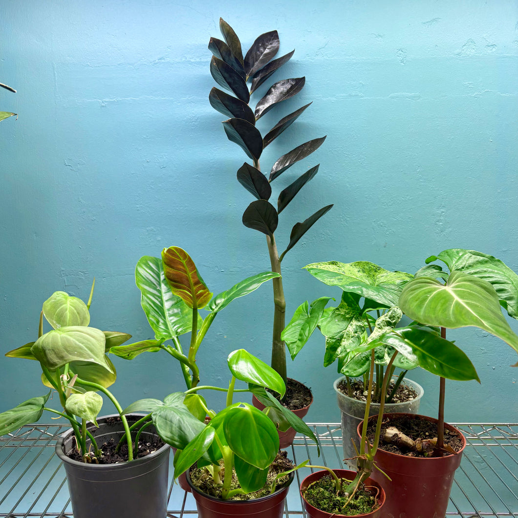 Home Grown Houseplant Wonky Bargain Bundle (7 Plants) - Philodendron, Syngonium & ZZ Plant