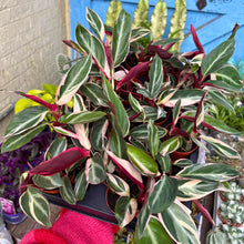 Load image into Gallery viewer, Calathea Sanguine &#39;Triostar&#39;
