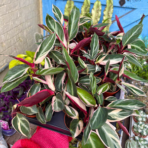 Calathea Sanguine 'Triostar'