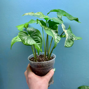 Home Grown Houseplant Wonky Bargain Bundle (7 Plants) - Philodendron, Syngonium & ZZ Plant