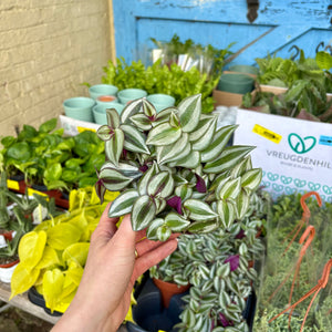 Tradescantia Zebrina 'Silver Inch Plant'