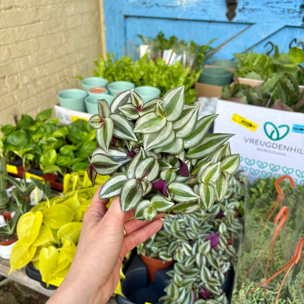 Tradescantia Zebrina 'Silver Inch Plant'