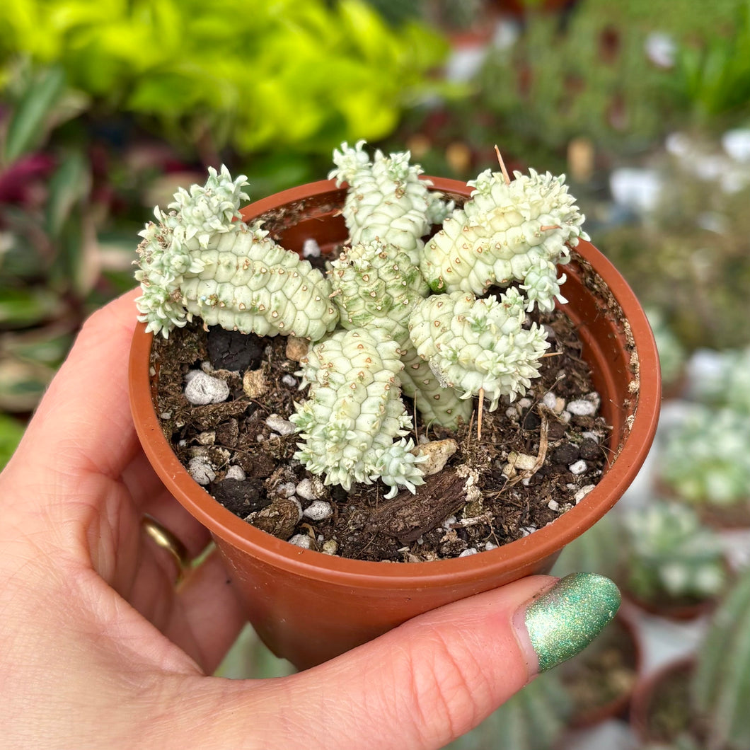 Euphorbia Mammillaris Variegata 'Corn Cob Cactus'