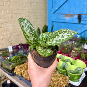 Streptocarpus 'Pretty Turtle'