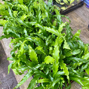 Asplenium Antiquum 'Osaka' - Bird's Nest Fern