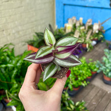 Load image into Gallery viewer, Tradescantia Zebrina &#39;Silver Inch Plant&#39;
