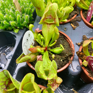 Sarracenia 'Pitcher Plants' (Carnivorous Plant)