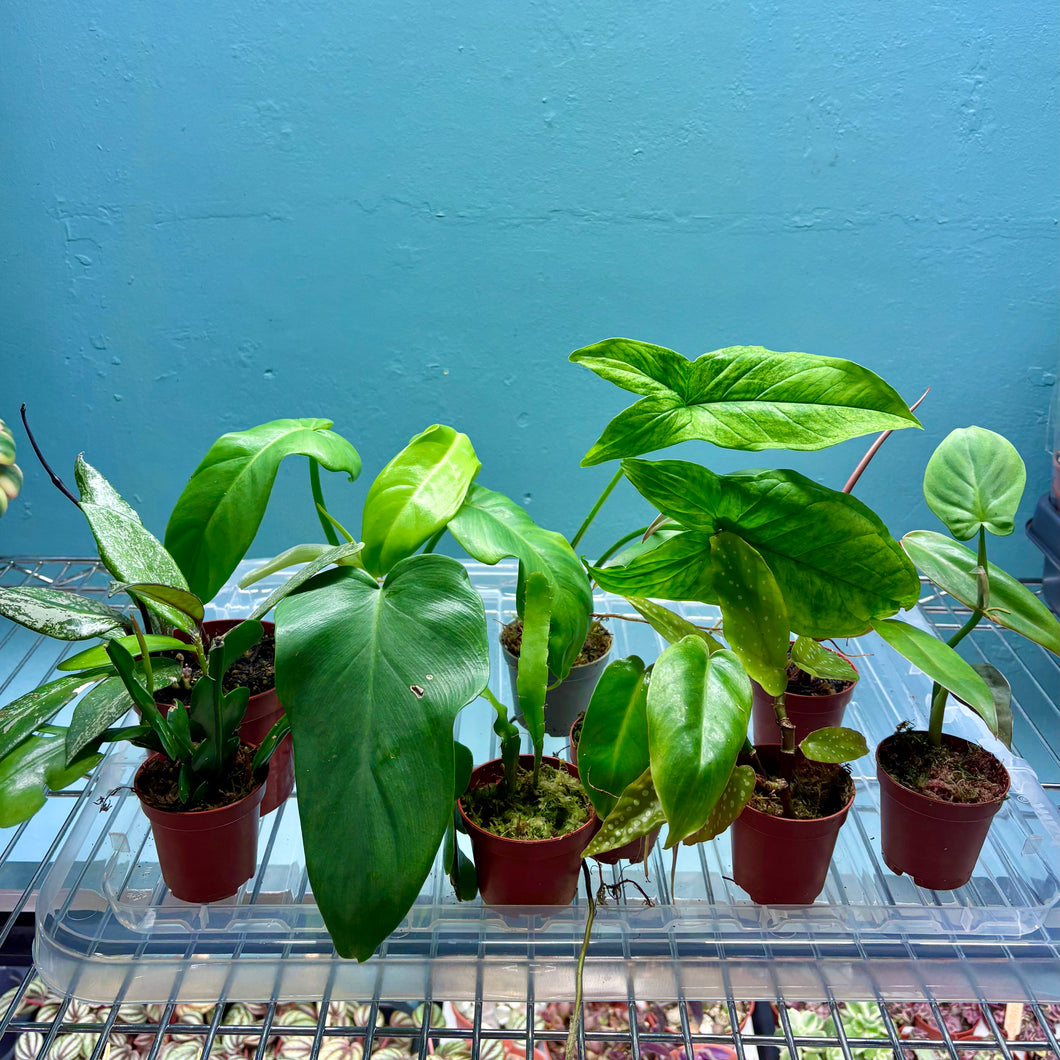 Home Grown Houseplant Wonky Bargain Bundle (9 Plants) Philodendron, Epiphyllum, Hoya & Begonia