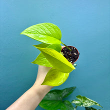 Load image into Gallery viewer, Epipremnum Aureum &#39;Neon Pothos&#39; A
